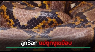 งูกินคน