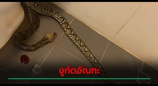 งูในชักโครก