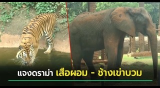 เสือโคร่ง