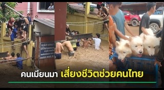 ช่วยหมา