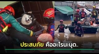 ไซบีเรียน ฮัสกี้