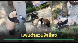 หมีแพนด้า