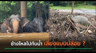 น้ำท่วมไทย