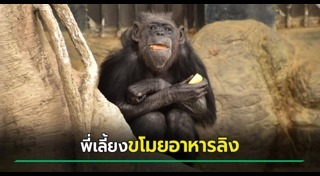 ชิมแปนซี