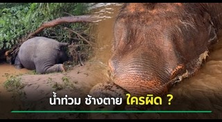 ปางช้างแม่แตง