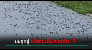 ไส้เดือน