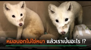 สุนัขจิ้งจอก