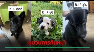 ทำร้ายสุนัข