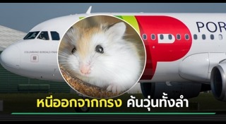 หนูแฮมสเตอร์