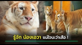 เสือโคร่ง