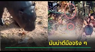 เล่นพิเรนทร์