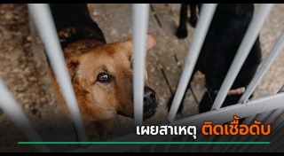 พิษสุนัขบ้า