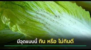 ผักกาดขาว