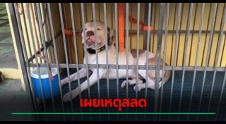 หมากัดคน