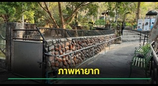 หมูเด้ง เขาเขียว