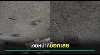 เชื้อรา