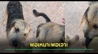 หมากัดกัน