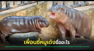 หมูเด้ง เขาเขียว