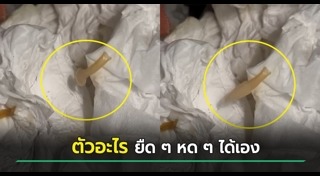 พยาธิตัวตืด