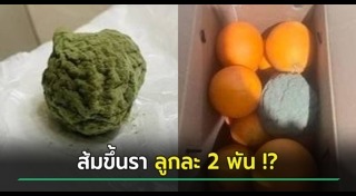 เชื้อรา