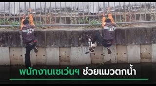 ช่วยแมว