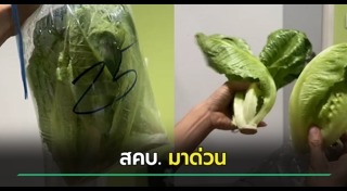 สลัดผัก