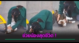 แมวจรจัด