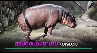 หมูเด้ง เขาเขียว