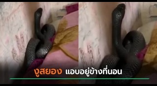 งูยักษ์