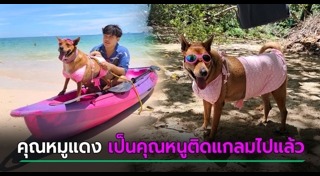 สุนัขทรงเลี้ยง