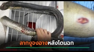 งูจงอาง