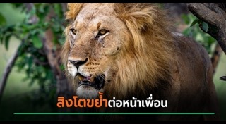 สิงโตกินคน