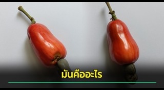 มะม่วงหิมพานต์