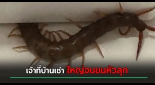 บ้านเช่า