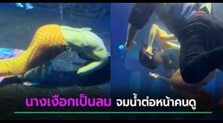 นางเงือก