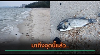 ปลาหมอคางดำ