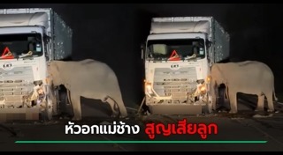 รถชนช้าง