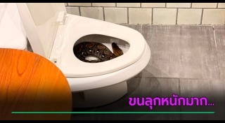 งูเหลือม