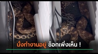 งูยักษ์