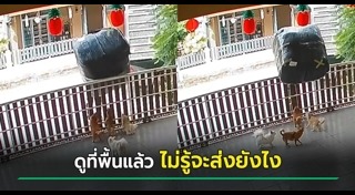 ช้อปปิ้งออนไลน์