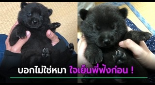 สัตว์แปลก