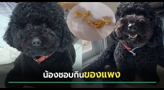 พันธุ์สุนัข