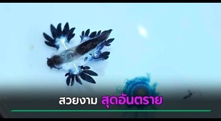 สัตว์มีพิษ