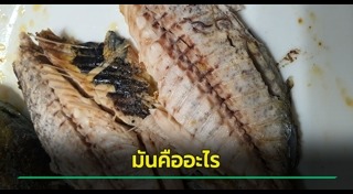 เชื้อรา