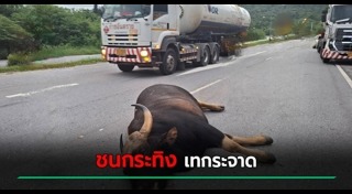 รถชนสัตว์