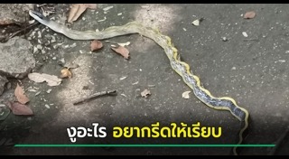 สัตว์แปลก