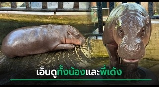 หมูเด้ง เขาเขียว