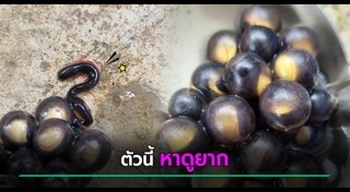 สัตว์แปลก