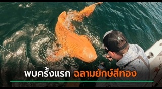 สัตว์แปลก