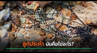 สัตว์ลึกลับ